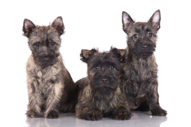 Cairn terrier yavruları