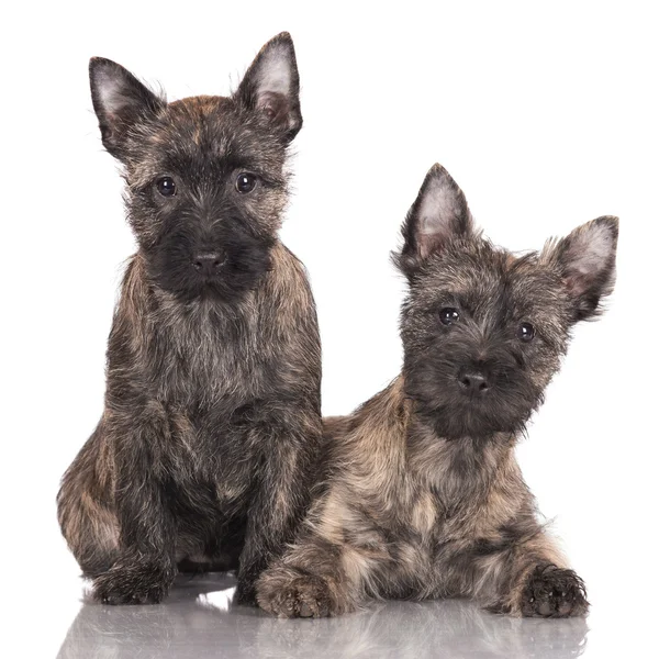 Cairn terrier puppies — Stock Photo, Image