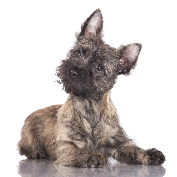 Cairn Terriër pup — Stockfoto