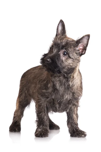 Cairn terrier cachorro — Foto de Stock