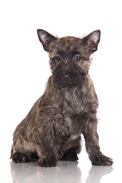 Cairn Terriër pup — Stockfoto