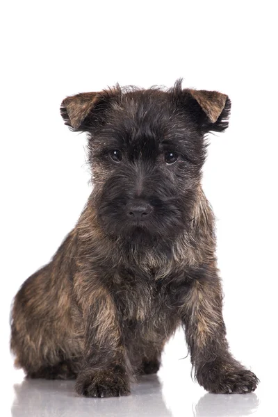 Cairn terrier cachorro — Fotografia de Stock