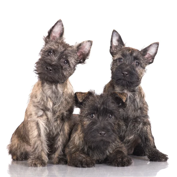 Cairn terrier cuccioli — Foto Stock