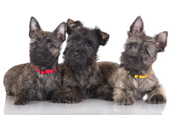 Cairn terrier cuccioli — Foto Stock