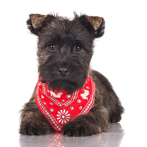 Cairn terrier puppy — Stock Photo, Image