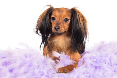 sevimli küçük doğurmak köpek