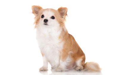sevimli küçük doğurmak köpek