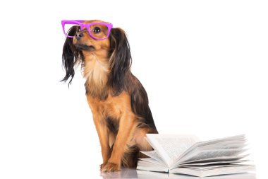 sevimli küçük doğurmak köpek