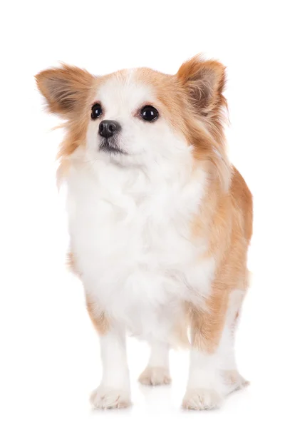 Adorable perro de raza pequeña —  Fotos de Stock