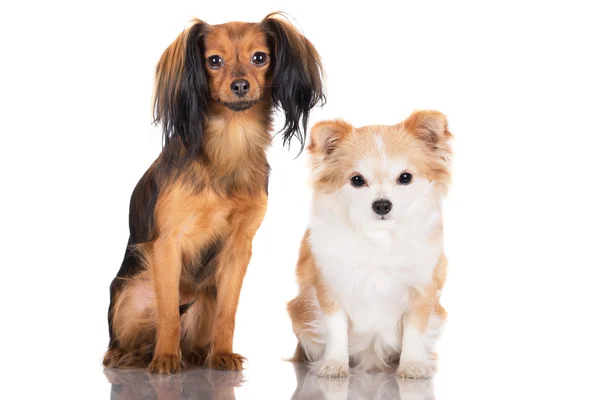 Urocze małe rasy psów — Zdjęcie stockowe