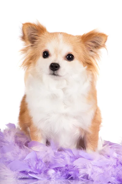 Adorable small breed dog — Stock Photo, Image