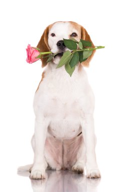 Beagle köpek bir gül