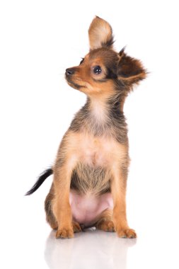 Rus oyuncak terrier yavrusu