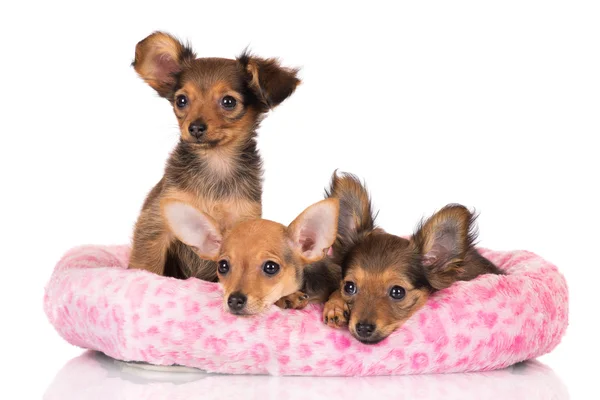 Rusa juguete terrier cachorros —  Fotos de Stock