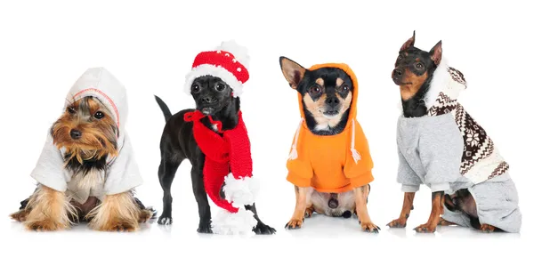 Gruppo di cani diversi — Foto Stock