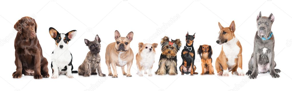 Group of different dogs