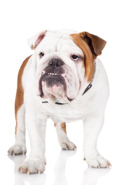 İngilizce Bulldog
