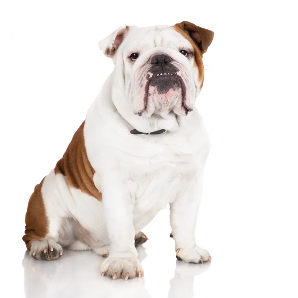 Engelse Bulldog — Stockfoto