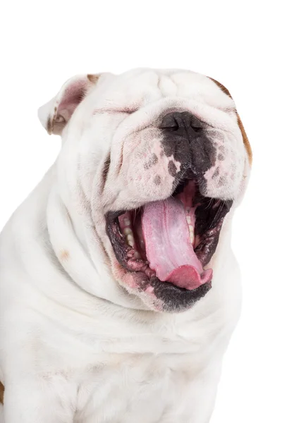 İngilizce Bulldog — Stok fotoğraf