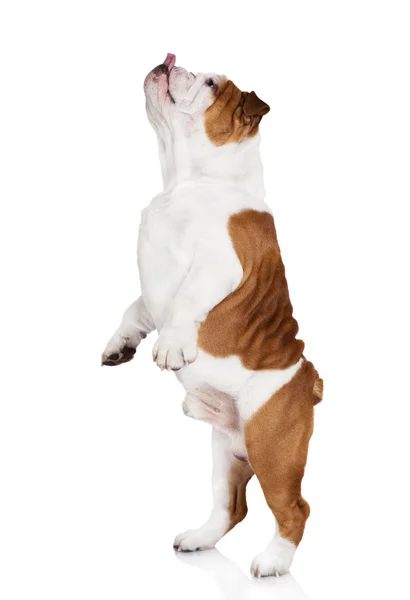 Engelse Bulldog — Stockfoto