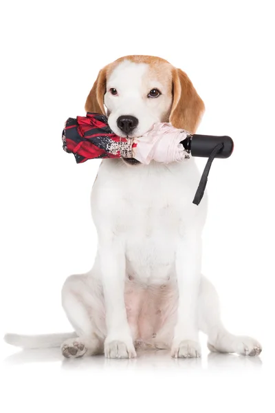 Beagle cão segurando um guarda-chuva — Fotografia de Stock