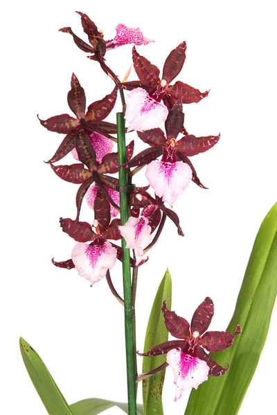 Cambria orchid — Stock Photo, Image