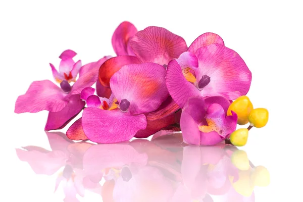 Plastic orchid branch — Stock Photo, Image