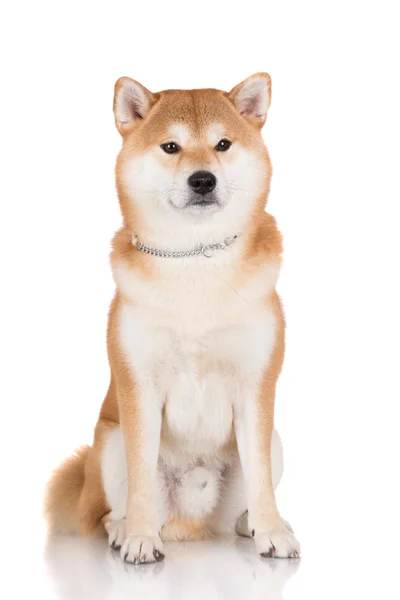 Piękne shiba inu pies — Stockfoto