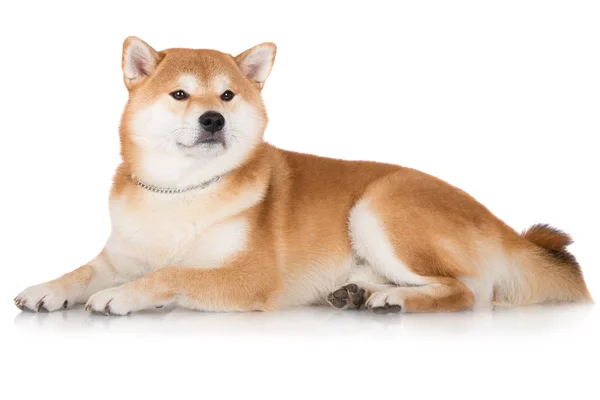 Piękne shiba inu pies — Stockfoto