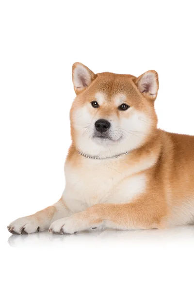 Piękne shiba inu pies — Stockfoto