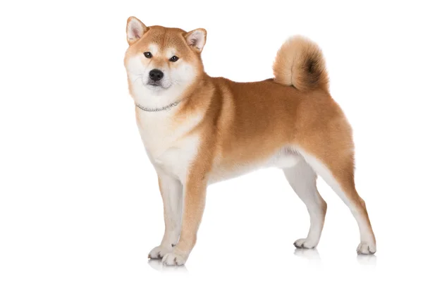 Belo cão shiba inu — Fotografia de Stock