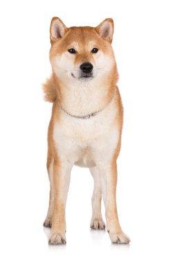 Shiba Inu köpek