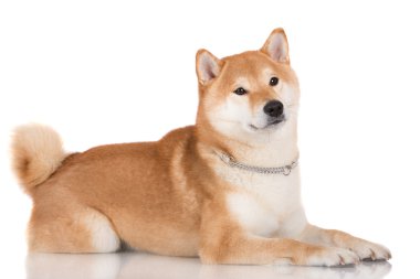 Shiba Inu köpek