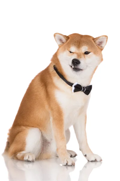 Shiba inu dog — Stock Photo, Image