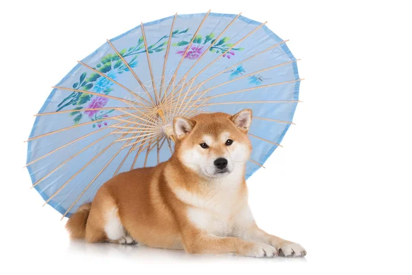 Shiba inu cão — Fotografia de Stock