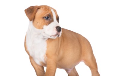 Amerikan Staffordshire Terrier köpeği.