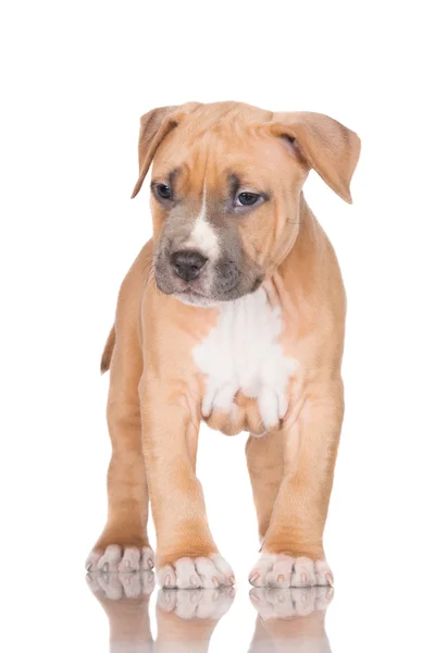 American Staffordshire Terrier cachorro — Fotografia de Stock
