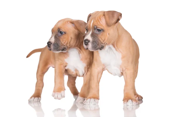 American staffordshire terrier cachorros —  Fotos de Stock