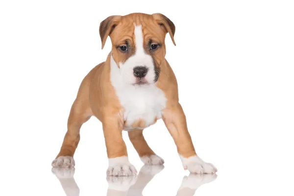American staffordshire terrier puppy — Stock Photo, Image