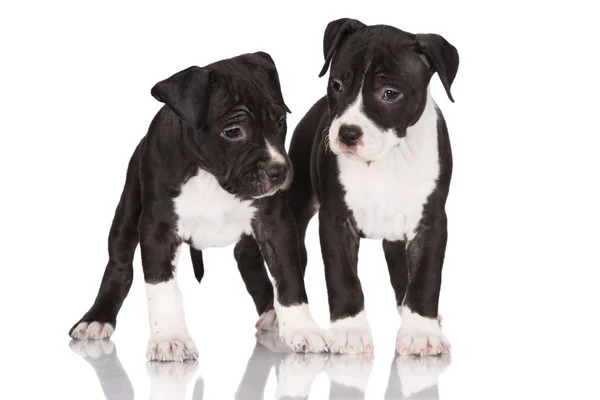 Amerikan staffordshire terrier yavruları — Stok fotoğraf