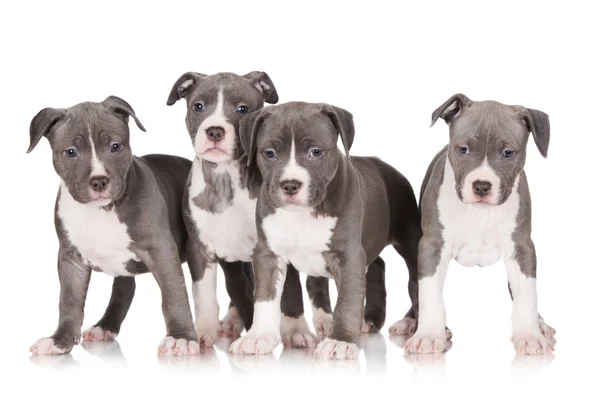 Amerikaanse staffordshire terrier pups — Stockfoto