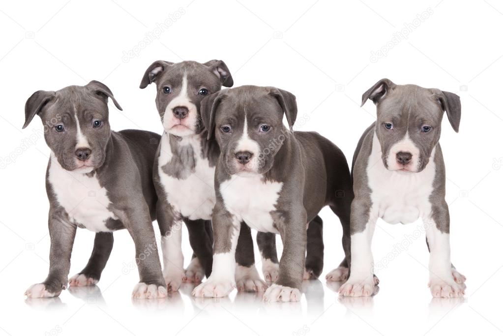Amerikaanse staffordshire terrier pups stockfoto rechtenvrije