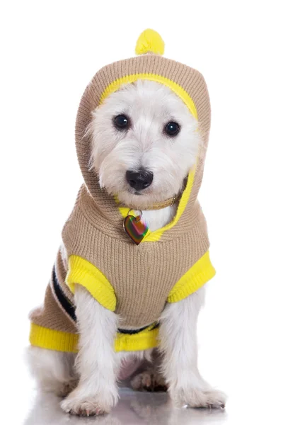 West Highland bianco terrier cane — Foto Stock