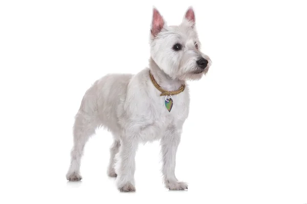 West Highland bianco terrier cane — Foto Stock