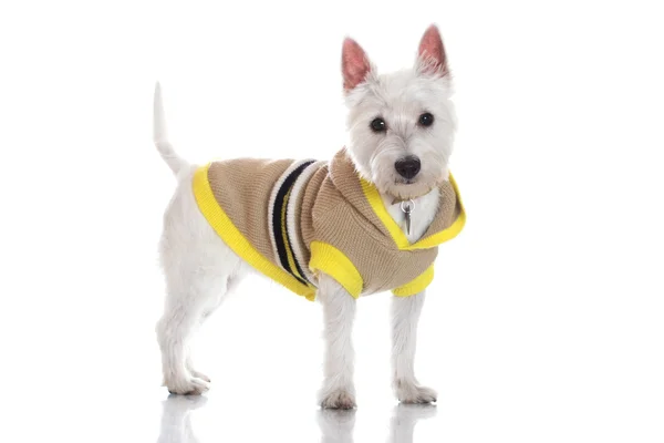 West Highland perro terrier blanco —  Fotos de Stock