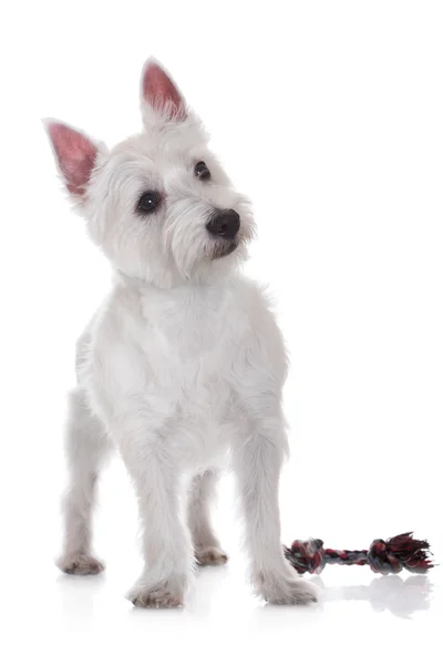 West Highland perro terrier blanco — Foto de Stock