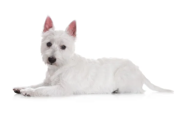 West Highland bianco terrier cane — Foto Stock
