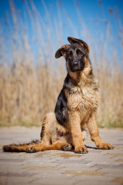 çok güzel Alman çoban köpek
