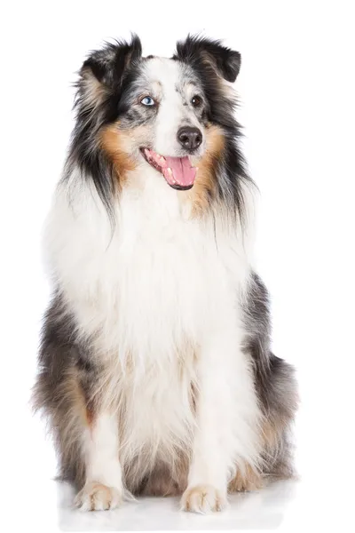 Sheltie hund — Stockfoto