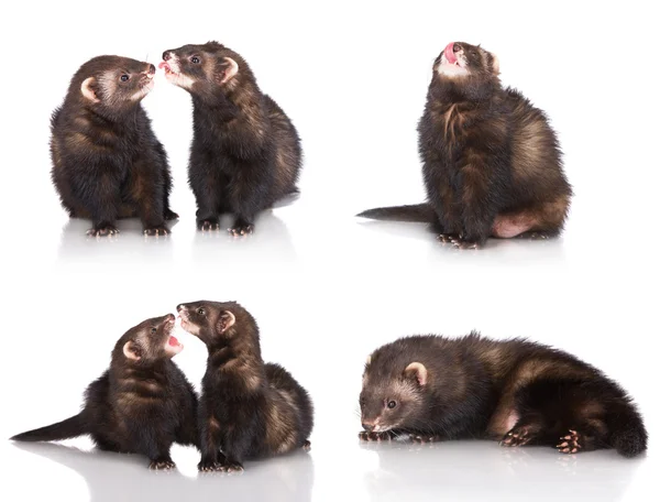 Ferrets — Stock Photo, Image